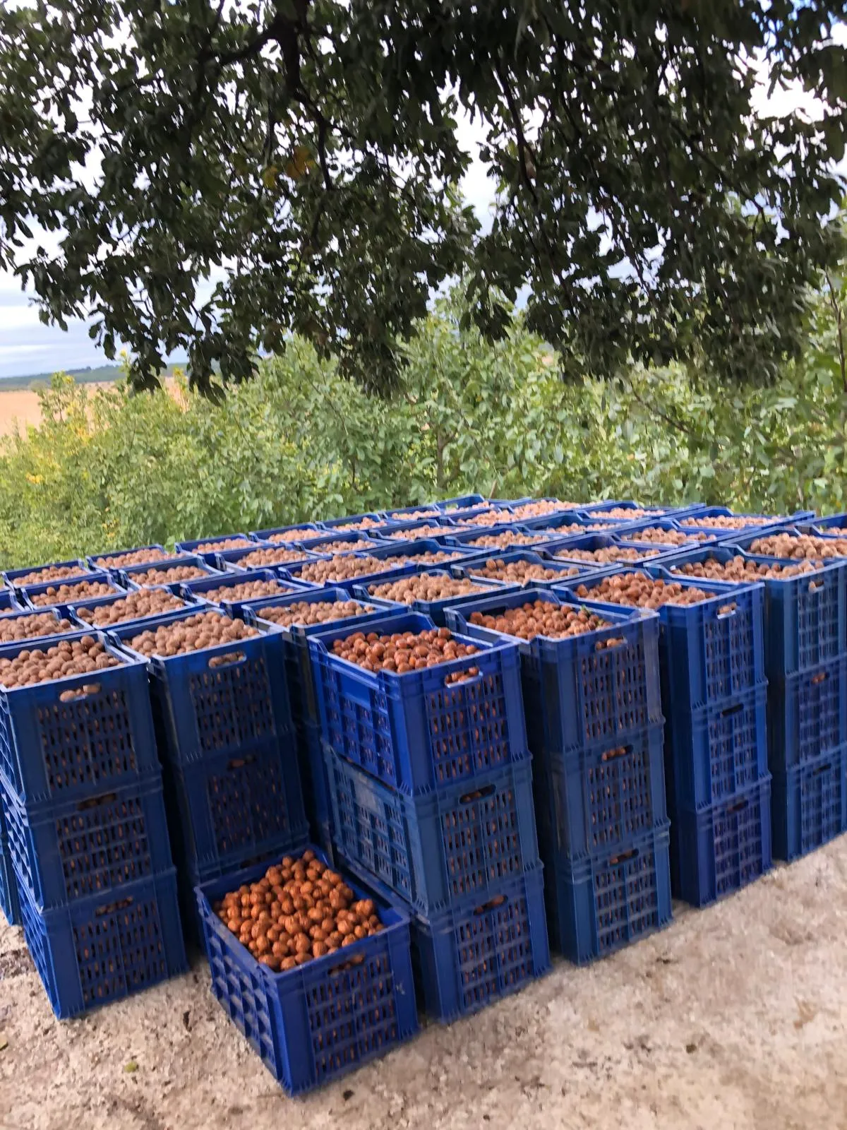 Ağaç altında ceviz dolu hasat kasaları